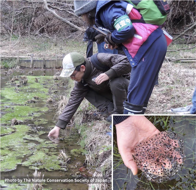 Graphical abstract: Community scientists (citizen scientists) have monitored populations of early-spring-breeding frog species by counting egg masses at conservation sites across Japan. Using these long-term data, we examined shifts in breeding phenology in three frog species. All species showed trends toward earlier breeding, with population size influencing timing, while survey frequency had little effect. Our results indicate that warming advances amphibian breeding phenology in Japan and demonstrate the value of community science data. Photo by The Nature Conservation Society of Japan.