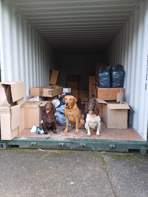 Three dogs sit in front of an open shipping container filled with boxes.