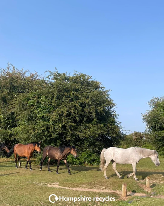 Photo of white and brown ponies walking on grass in front of some trees in the New Forest. White Hampshire Recycles logo in bottom centre.