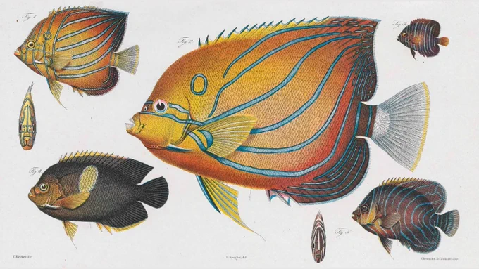 An historic illustration of yellow and blue striped fish.