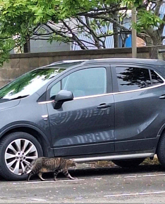 A tabby cat walking beside a grey car in the library car park