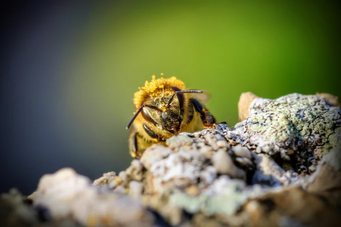 Fotografía macro detallada de una abeja sobre una roca cubierta de líquenes en Steyr, Austria.