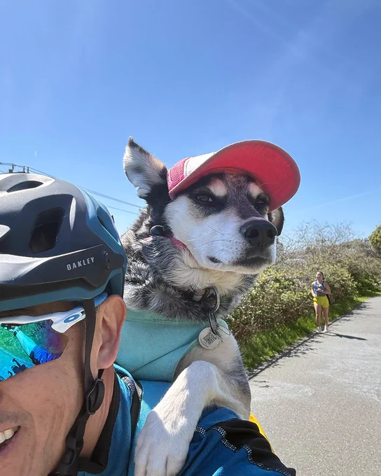 A person wearing a helmet and sunglasses riding a bike with a grey and white dog wearing a blue vest and pink hat on his back.

