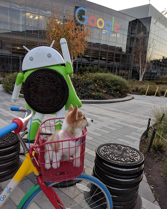 A Corgi puppy sitting in a red bike basket. In the background, a green Android statue is on the walkway.
