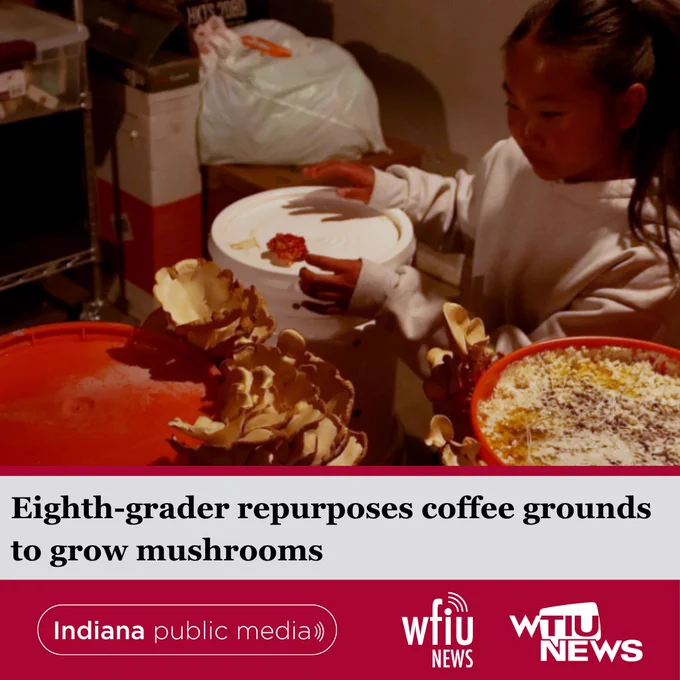 Gloria Chi with her mushroom setup. She is wearing a white hoodie and has buckets with mushrooms all around her. The headline below reads "Eighth-grader repurposes coffee grounds to grow mushrooms" 