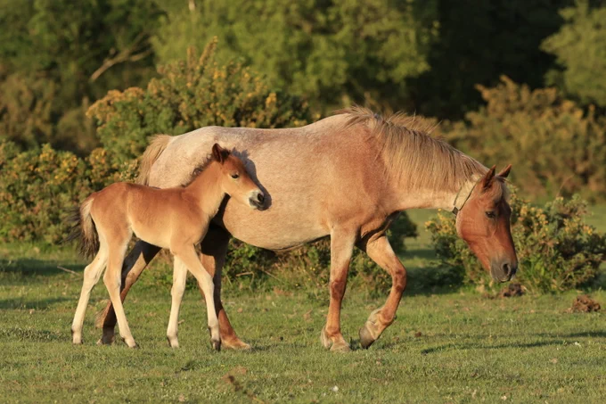 A pony and a foal walk side by side on brass with gorse and trees in the background.