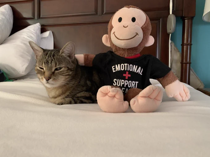 coda the tabby cat is sitting on a bed. she is looking at the camera and squinting her eyes slightly. next to her is a monkey plushie who has one arm resting on the back of coda’s head. the monkey is wearing a shirt that says “emotional support bear,” even though he is not a bear