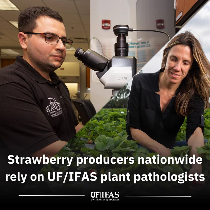 The image is split into two sections. On the left, Marcus Marin examines a sample under a microscope in a laboratory setting. On the right, Natalia Peres inspects strawberry plants in a field. The text reads, "Strawberry producers nationwide rely on UF/IFAS plant pathologists" followed by the logo "UF IFAS University of Florida.
