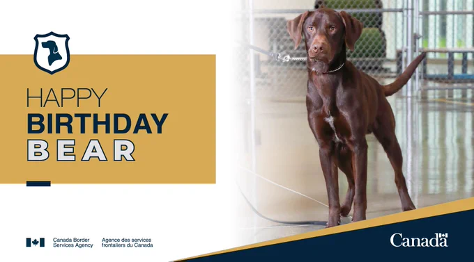 Brown dog standing  indoorswith a birthday greeting for Bear on the left.