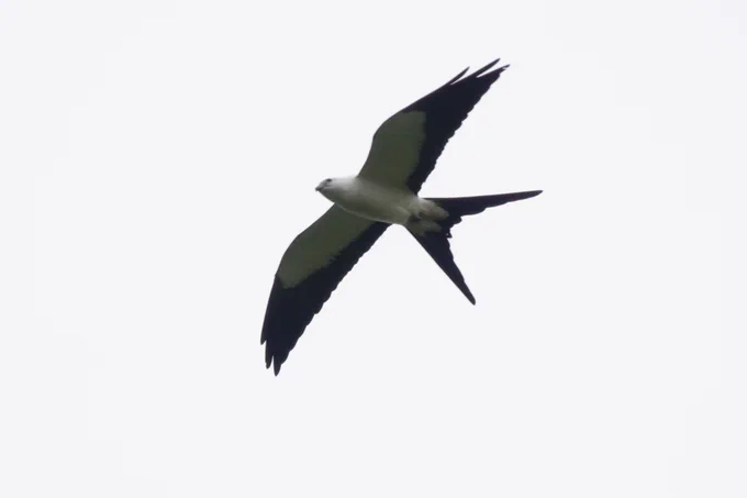 Swallow-tailed Kite