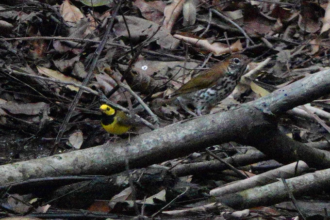 Hooded warbler and Wood thrush