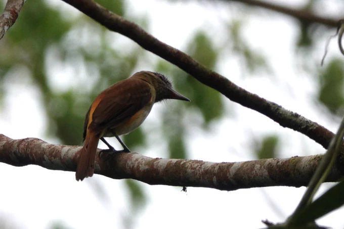 Bright Rumped Atilla