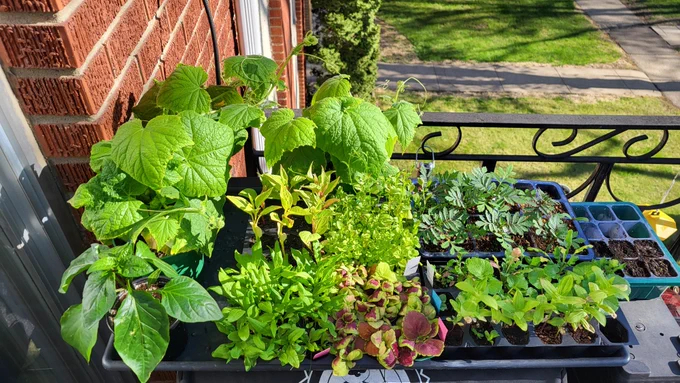 A Group of young plants sits in the sun.