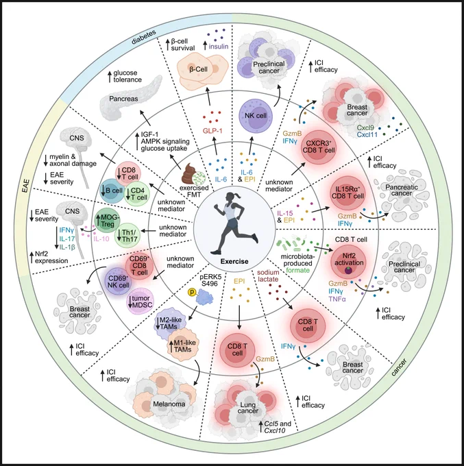 Circular diagram depicting current evidence for the mechanisms by which exercise affects the immune system in the contexts of cancer, diabetes, and experimental autoimmune encephalomyelitis.