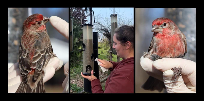 Three side-by-side photos: the left shows a gloved hand holding a house finch with a swollen, crusty eye; the center shows a woman wiping down a tube bird feeder; the right shows a gloved hand holding a house finch with a healthy, clear eye.