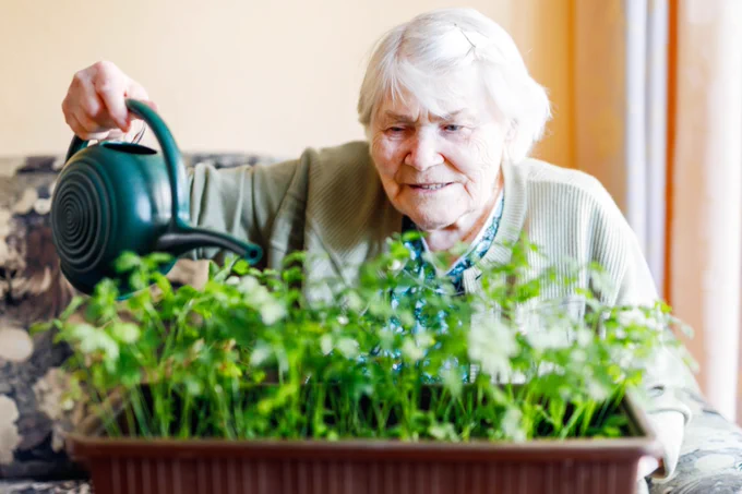 An elderly lady watering her plants.