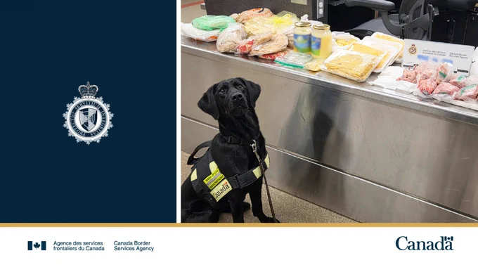 Chien détecteur assis par terre devant une table sur laquelle se trouvent un pigeon cru et d'autres produits alimentaires. 