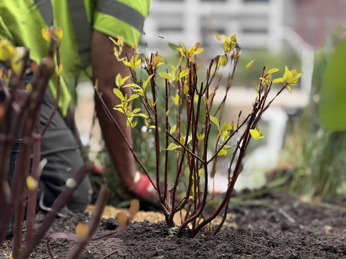 A plant starts to bloom in its newly landscaped home with a worker in a yellow vest behind it.