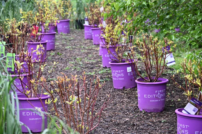 Rows of purple First Editions plant pots with young shrubs arranged on a garden path covered in mulch.