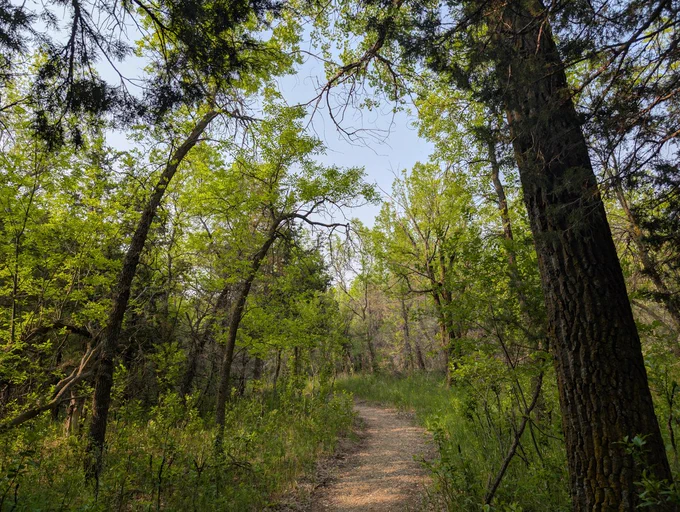 A narrow trail winds through the Denbigh Experimental Forest, surrounded by abundant flora rising from the forest floor to the canopy. Forest Service photo by Scott C. Marvin. 