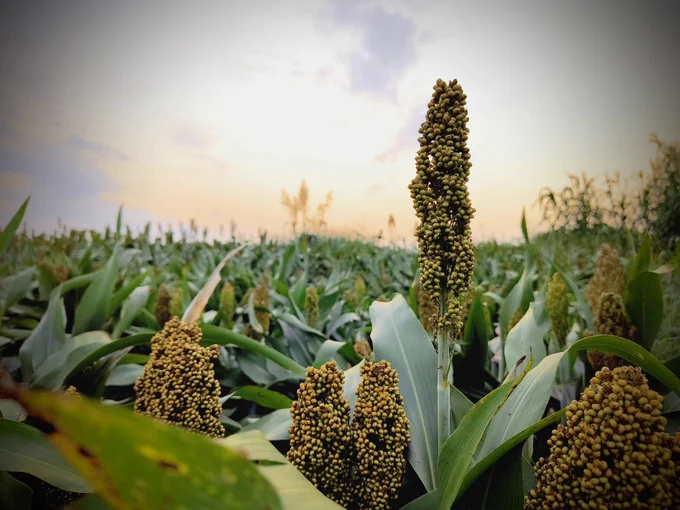 A field of green sorghum plants with clusters of yellow and green grain aheads against a sky at dusk.