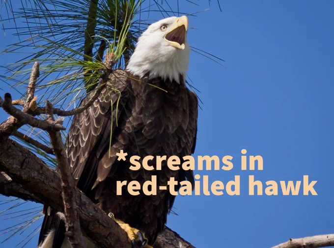 A bald eagle perched on a branch has its beak open. Text on the images says *screams in red-tailed hawk.