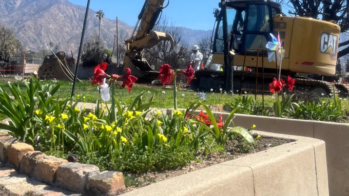 A CAT excavator and a hazmat-suited worker clear fire debris from a residential property in the Los Angeles area, with charred trees and mountains visible in the background and red amaryllis and yellow flowers blooming in the foreground.