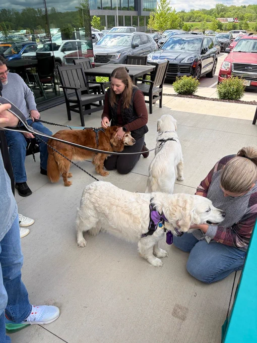 People sit on the ground petting golden retrievers.