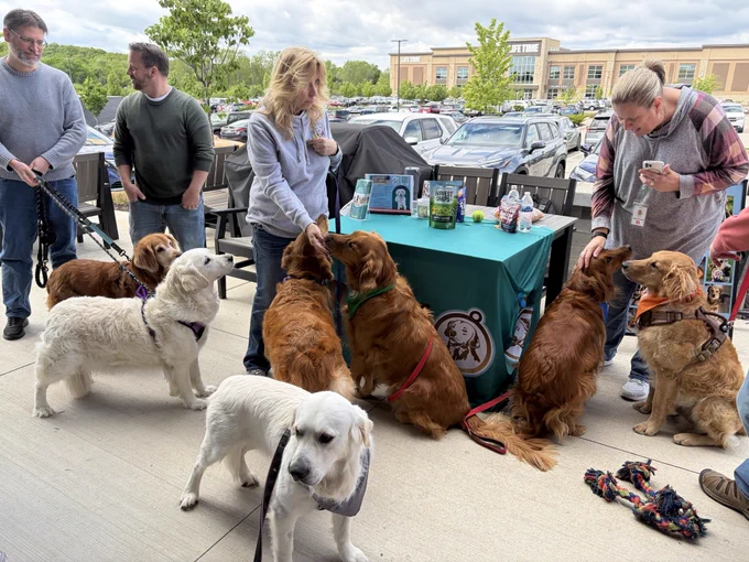 Several golden retrievers are surrounded by people on an outdoor patio.