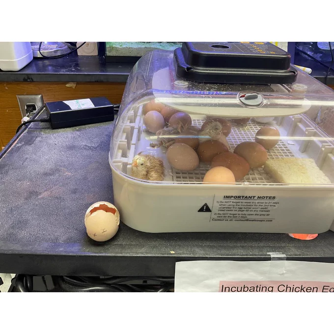 chickens