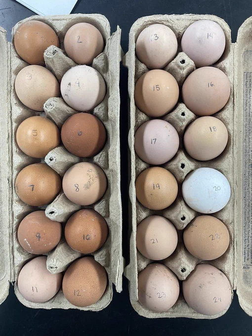 chickens