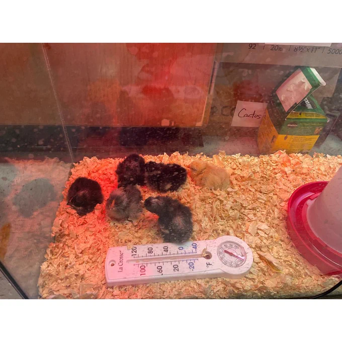 chickens