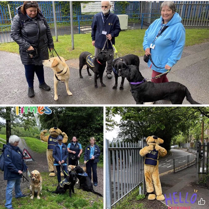 Collage of 3 pictures, of guide dogs volunteers with their dogs outside the school, after the walk, and one of the Big Dog costume volunteer by the school gate