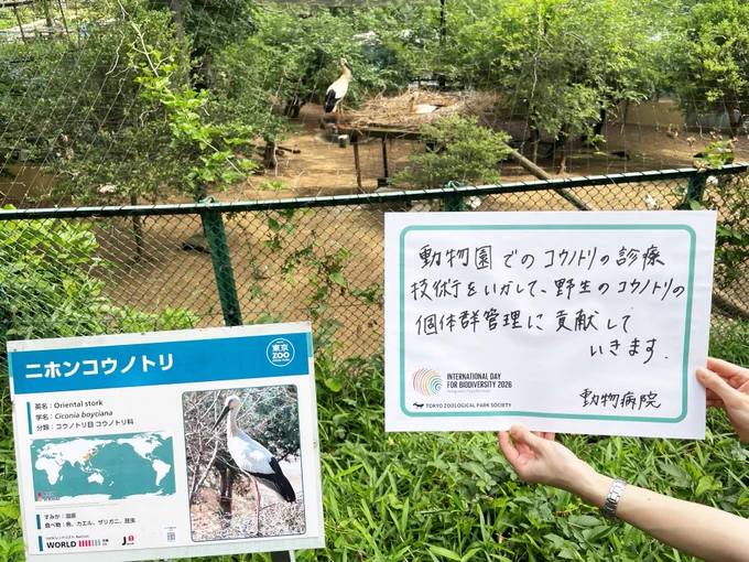 左に二ホンコウノトリ看板と奥に囲いのコウノトリ、右で手が「動物園でのコウノトリの診療技術をいかして、
野生のコウノトリの個体群管理に貢献していきます。動物病院」と書かれたパネルを持つ
