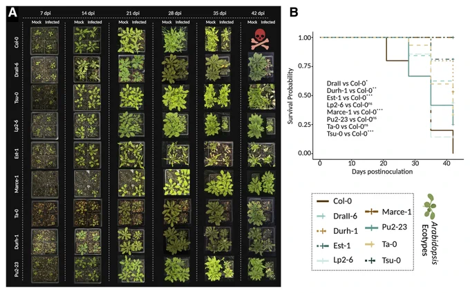 Fig. 2.
Survival analysis of CR ecotypes compared with the susceptible Col-0.