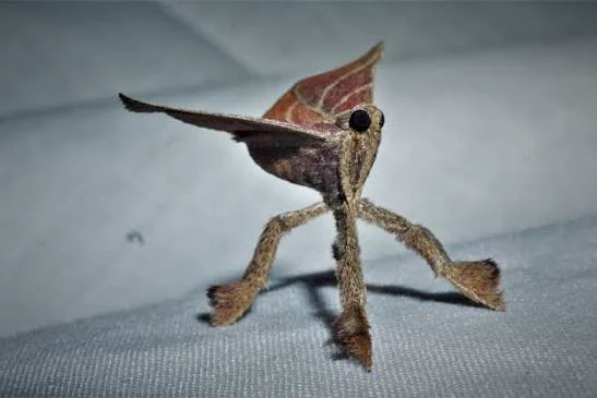 Pachypodistes goeldii, or 'snout moth' stands up really really tall on it's 4 little legs, giving it a shape not unlike a rolling stool