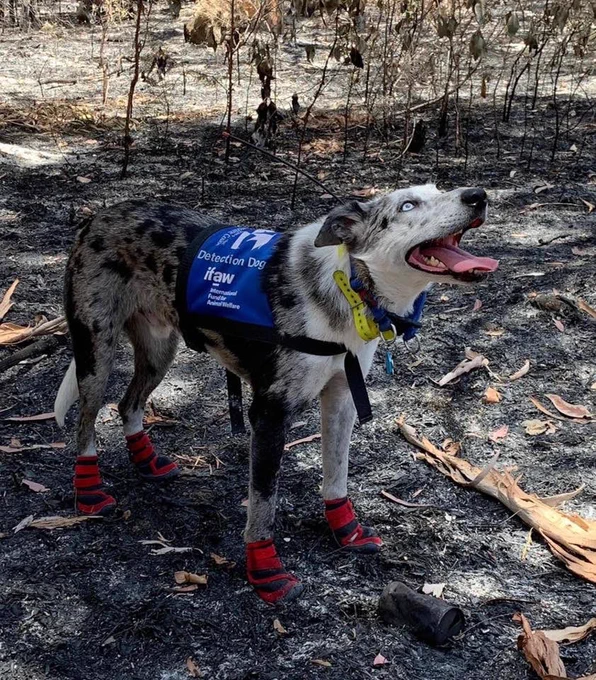 Bear stands on charred ground wearing his blue vest and red booties. he looks up toward the sky. he's presumably found a koala high up in a tree.