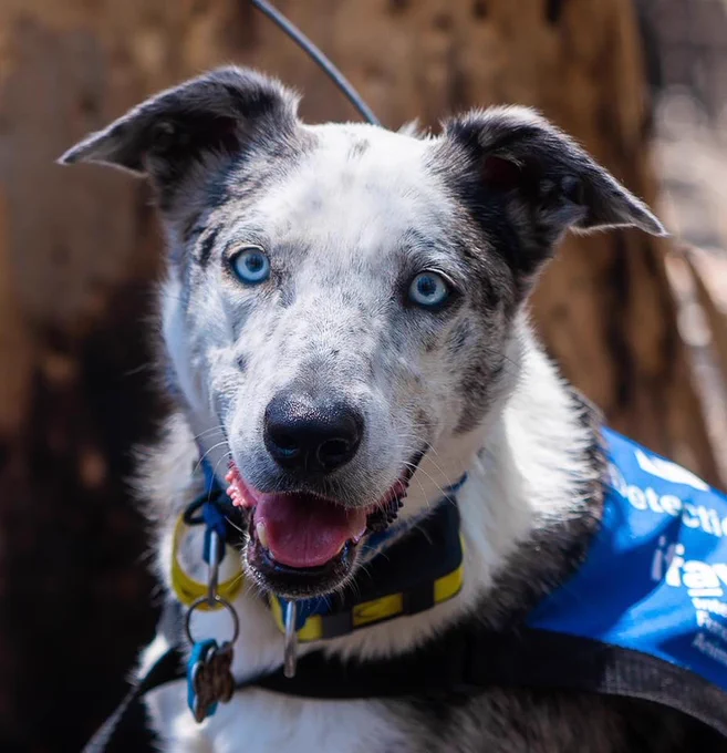 a gray and white australian koolie with bright blue eyes looks directly at the camera with a tongue-out smile. he's wearing a blue vest and the sun shines down upon him.