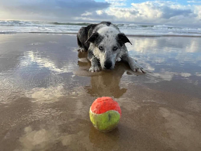 Bear sits low to the ground on a sandy beach. the waves of the ocean come in behind him, but he's too focused on the orange and yellow ball sitting in front of him to notice.