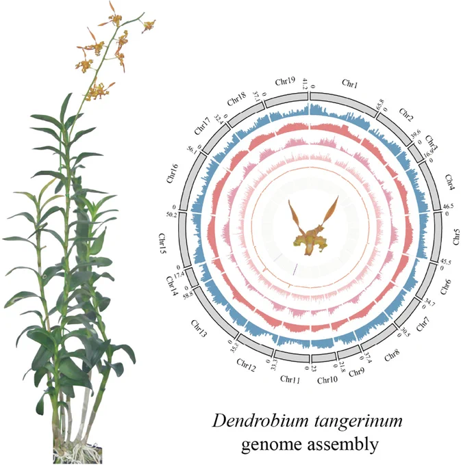 Whole-plant image of Dendrobium tangerinum and the corresponding genome assembly diagram.