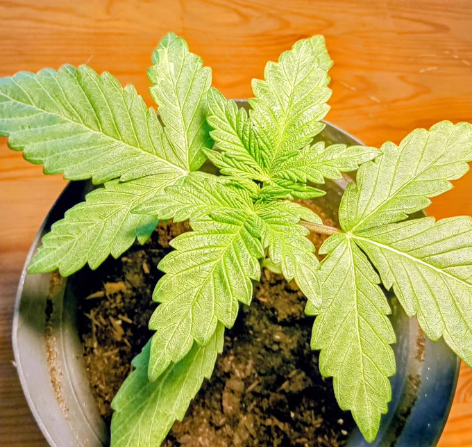 Eine kleine Cannabis Pflanze in einem Topf 