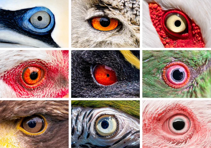 Image Source:
https://www.quantamagazine.org/how-the-bird-eye-was-pushed-to-an-evolutionary-extreme-20260513/

The diversity of bird eyes, lacking blood vessels (left to right). Top: Northern gannet, Eurasian eagle-owl, maguari stork. Center: rooster, rockhopper penguin, parrot (species unknown). Bottom: bald eagle, blue-and-yellow macaw, unknown species.

Credit
(Left to right) Top: Chris Hellier, Jiří Dočkal, Annette Lozinski. Center: Mohammed Brzan, Nico Marín, Shyamli Kashyap. Bottom: Ingo Doerrie, David Clode, Hasan Almasi