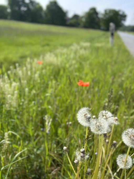 Pusteblumen im Fokus, so lange sie in diesem Jahr noch da sind. Ich hab das Fenster jetzt schon offen und lasse die kühle Luft in die Räume

Es wird bestimmt warm heute. Ich mag das aber. Mittags Einkaufen und vielleicht ein Gang durch den Rheinauhafen
