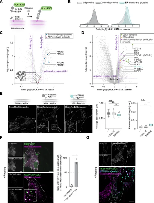 Figure showing that fission factors localise to mitophagy initiation hubs.