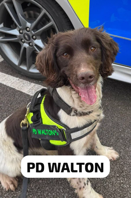 PD Walton, a brown and white Springer Spaniel police dog, wearing a neon yellow harness, sits next to a police car.