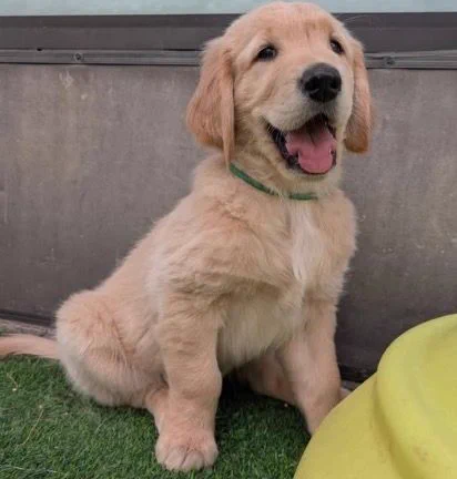 Image is of a young yellow Labrador sitting smiling at the camera