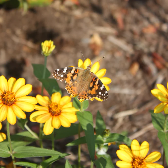 An orange and yellow butterfly perches on yellow flowers.