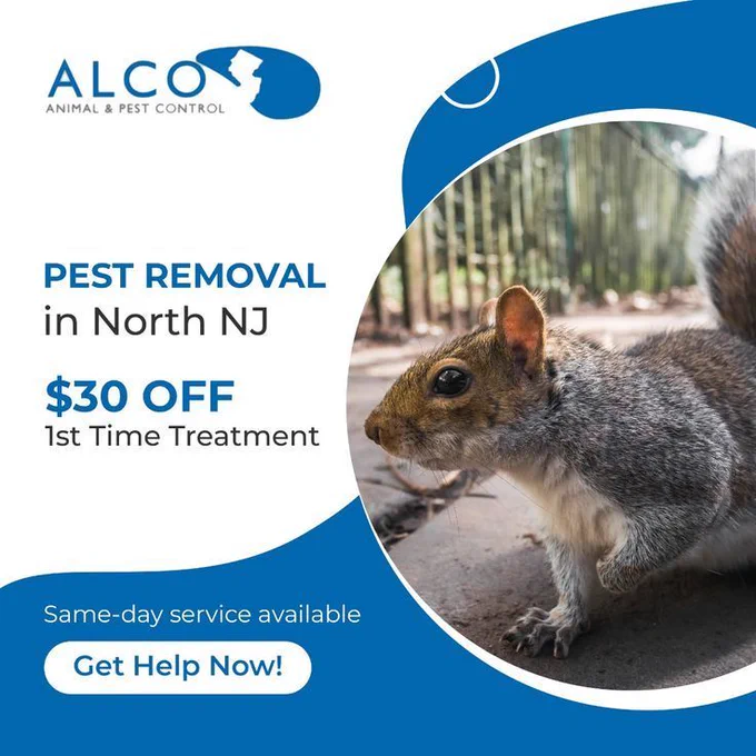 Squirrel Removal in Bergen County, NJ