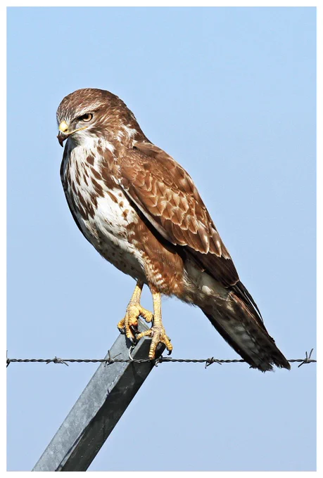 Read the full Genome Note for Buteo buteo here: https://pmc.ncbi.nlm.nih.gov/articles/PMC12481152/
Photograph by Björn Strey/Flikr