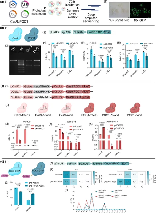 Panel (a) shows a sequential step of the complete workflow to check the efficiency of different POC1-editors in rice protoplast. Panel (b) explains the comparative knockout efficiency of Cas9 and POC1 in rice protoplasts through a graphical representation and agarose gel image. Panel (c) shows the comparative indel generation efficiency by using different scaffolds for guide RNA. Panel (d) graphically represents the base editing percentage by SpCas9 and POC1 based adenine base editor.